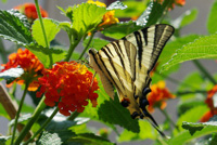 photo papillon sur lantana
