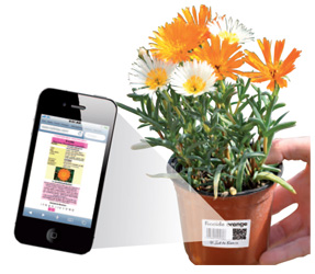 Image d'une étiquette qrcode sur une plante du Cannebeth lue par un smartphone